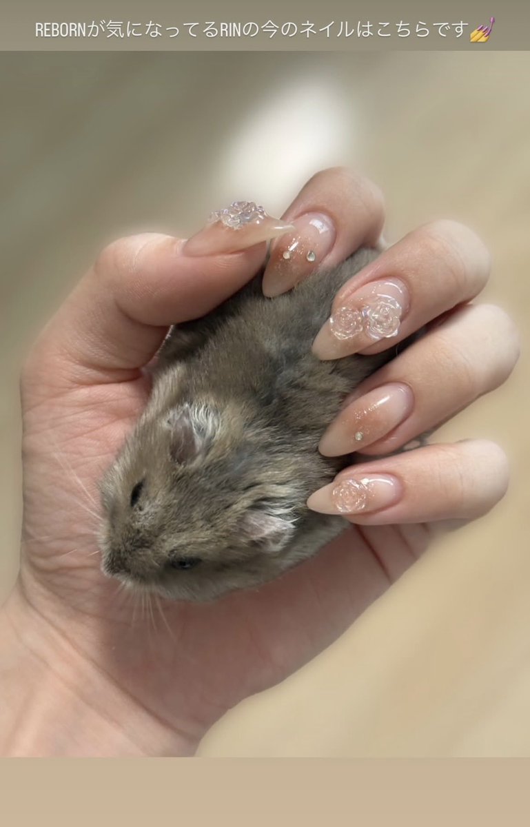 Rinco_hamham's tweet photo. まってリアルはむさんでてきたwwwwwwwwww https://t.co/rkPKoxpPk0
