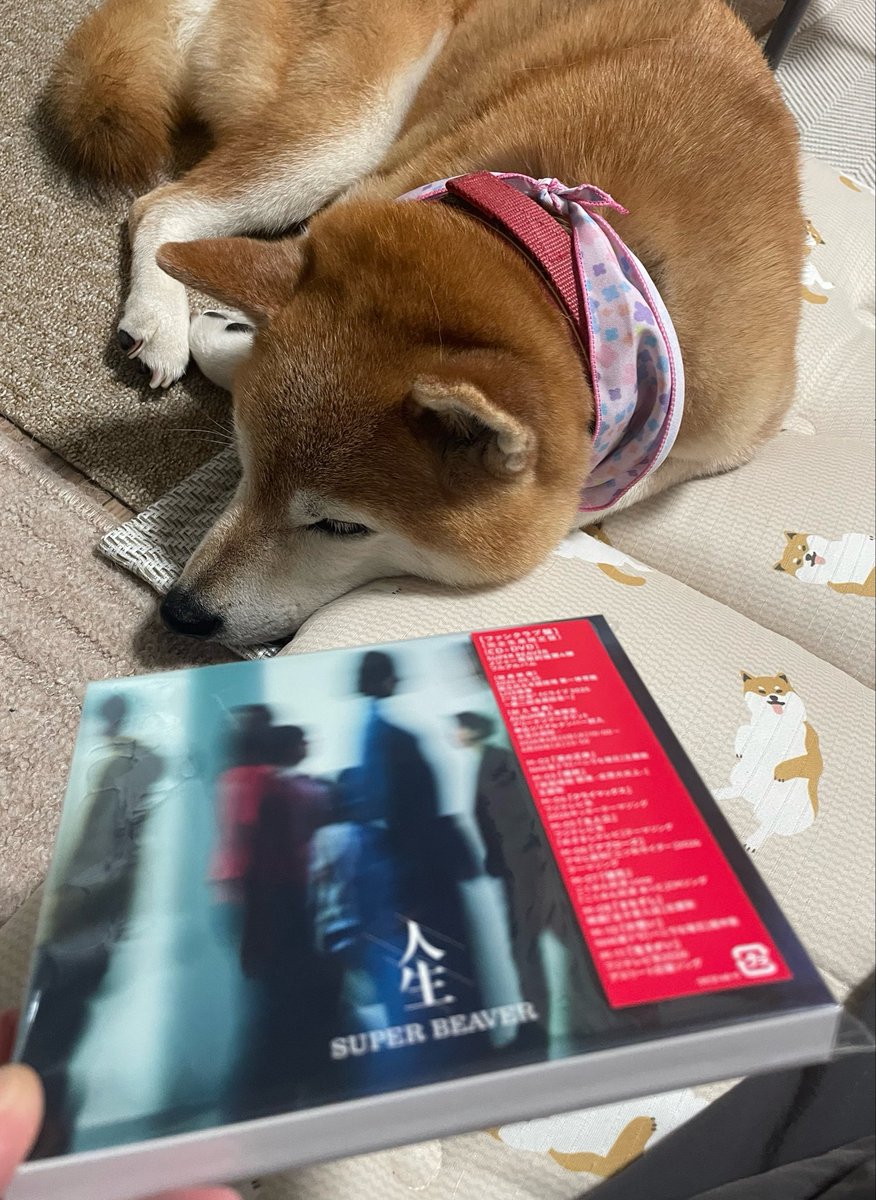 _ann401's tweet photo. 雨☔️
まったりしてたら届いた💿
 #フラゲ
 #人生
 #SUPERBEAVER
 #友の会
 #ありがとう https://t.co/B9NcCQtbUP