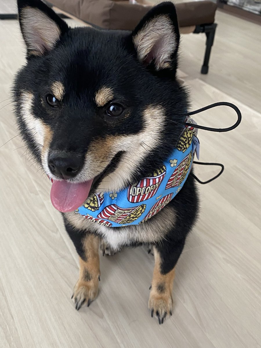 sakiniyon's tweet photo. かわゆいー！！！
ネッククーラー買ったら、準備し出すとこっちくるようになった🤣
そしてなんとなく体重測ったら5キロあった！
後少しで8ヶ月だからそんなもん？？

#黒柴 
#柴犬がいる生活 https://t.co/MWeOpiB3oX