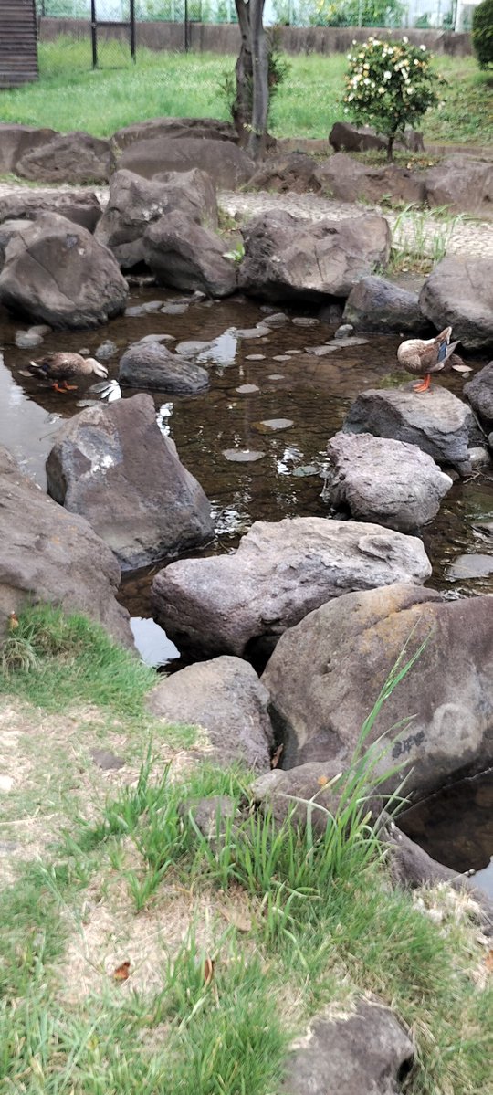 bqkyso's tweet photo. あー痒い痒い😙🕊🦆🦆　#鳩　#かるがも　#大横川親水公園　#墨田区 https://t.co/cU6RZPG9iE
