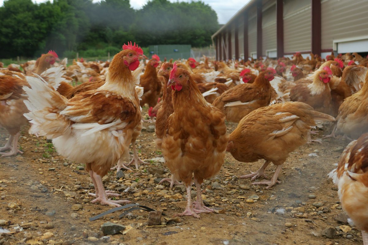 le_Parisien's tweet photo. A Châlons-en-Champagne, une grande vente pour sauver 1 600 poules de l’abattoir
➡️ https://t.co/5gVj8J9obn https://t.co/DtwVhMYN1w
