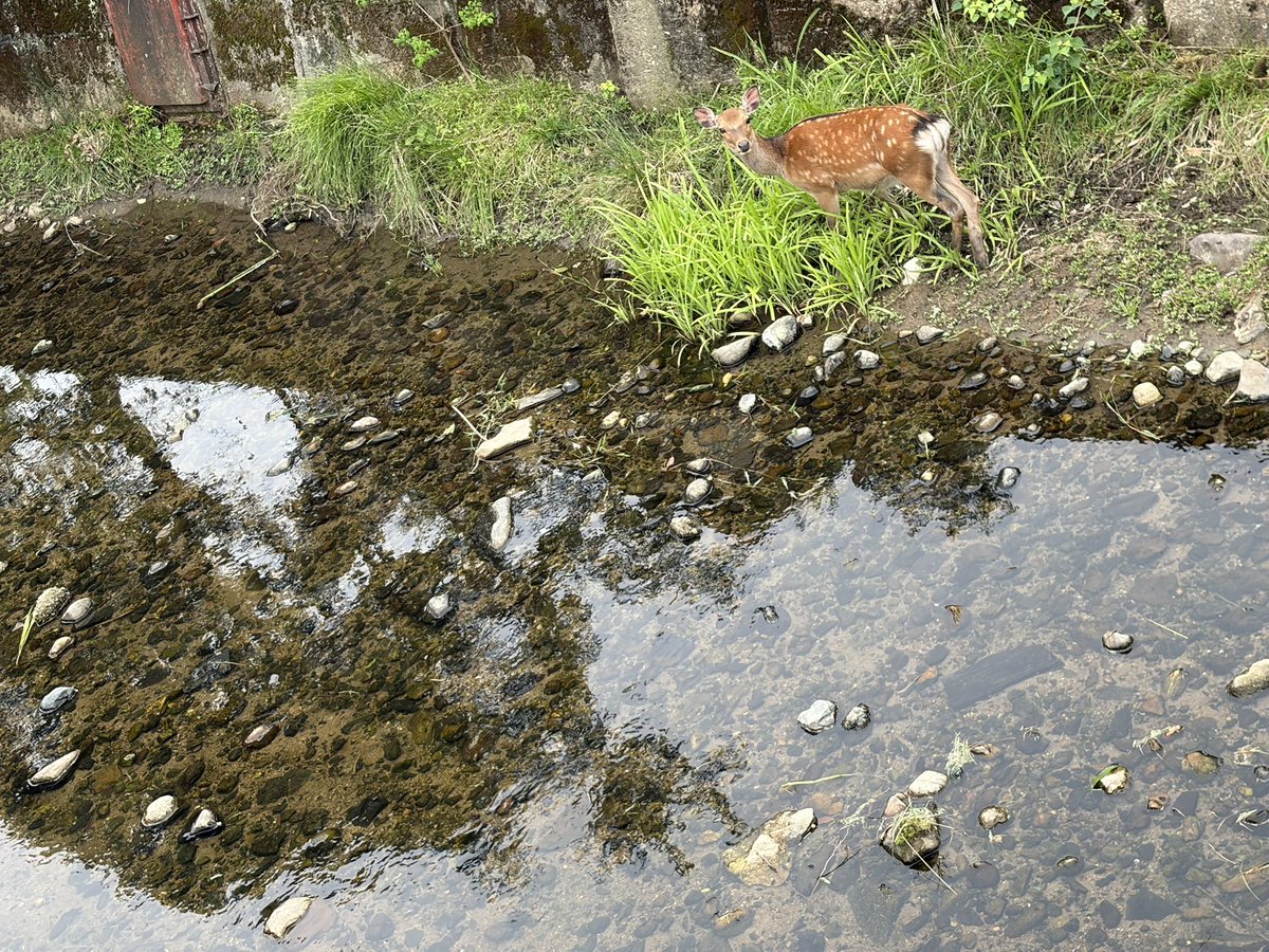 mikannnosuke's tweet photo. 牛と犬と鹿と https://t.co/UNIfAQWKXH