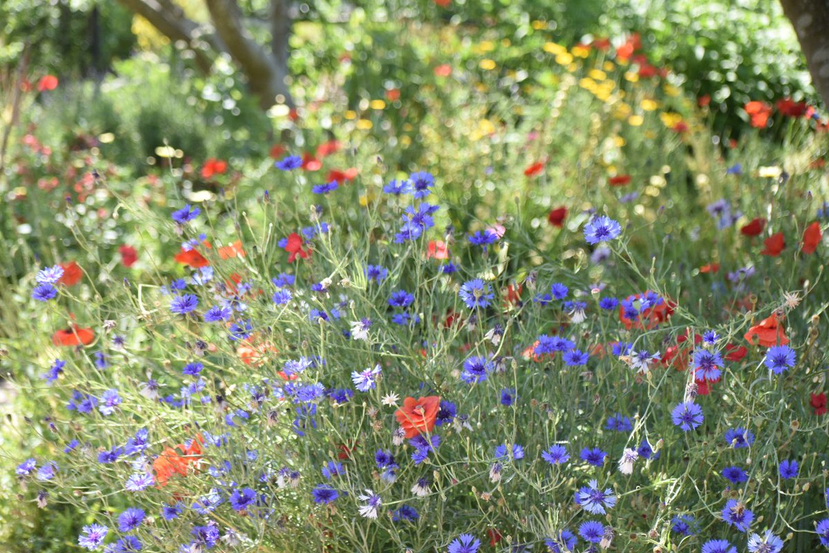 PeterDNaylor's tweet photo. NT Wimpole colour. https://t.co/Ck4rtQkV7R