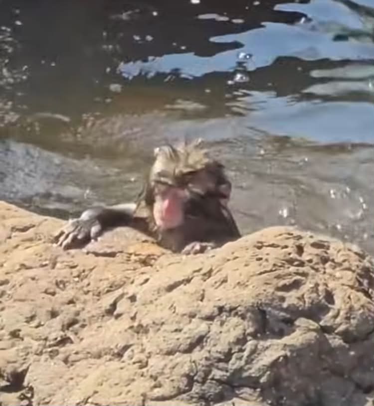 pu2022138's tweet photo. 🐵🤎

펀치 물과 한판 승부 중 💦 https://t.co/1BfMFZ8i39