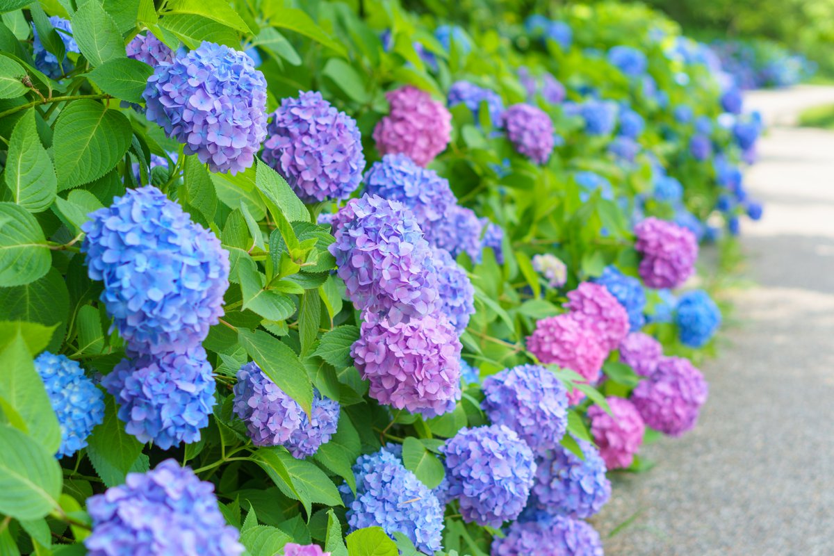 AmbJaponCMR's tweet photo. Au Japon, la saison des pluies, appelée « Tsuyu », s'étend de juin à juillet☔️ Pendant cette période, les précipitations sont fréquentes et le taux d'humidité augmente considérablement. Cette saison est également marquée par la floraison de magnifiques hortensias, https://t.co/bssdWSPTTi