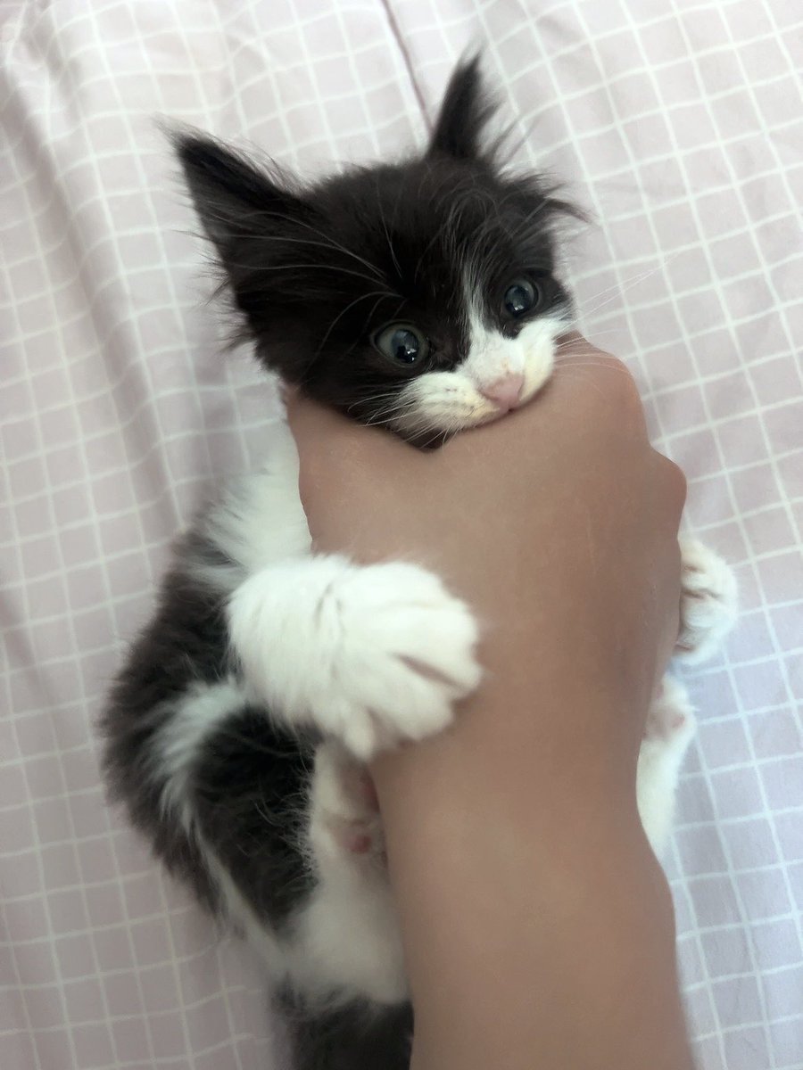 Mugang_K's tweet photo. 트친들이 다 아기때 사진 많이 찍어두래서 
진짜 많이 찍는 중 https://t.co/W2i5iDNsOV