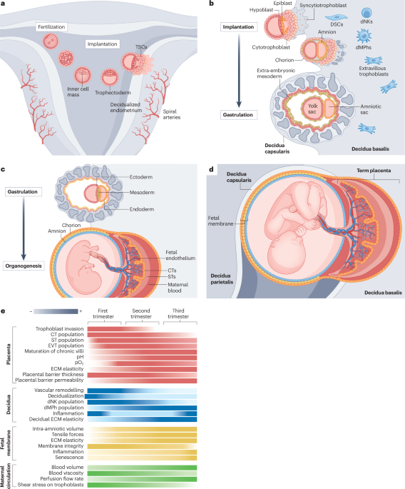 natrevbioeng's tweet photo. Pregnancy-associated organs-on-chips https://t.co/MNgUvZJAPL https://t.co/TkchcuMFwu