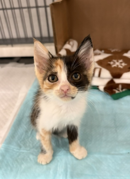 moriya_kankyou's tweet photo. 現在、守谷市役所では生後1～2か月程度の子猫5匹を保護しており、里親を募集中です。里親に興味がある方は7月1日(水)までにご連絡ください。詳細情報は守谷市ホームページからご確認ください。https://t.co/7uiliG0irP守谷市生活環境課TEL0297-45-1111 #保護猫 #里親募集 https://t.co/dBFy0XXthX