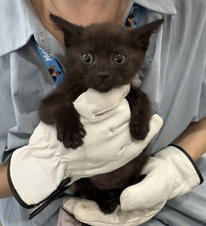 moriya_kankyou's tweet photo. 現在、守谷市役所では生後1～2か月程度の子猫5匹を保護しており、里親を募集中です。里親に興味がある方は7月1日(水)までにご連絡ください。詳細情報は守谷市ホームページからご確認ください。https://t.co/7uiliG0irP守谷市生活環境課TEL0297-45-1111 #保護猫 #里親募集 https://t.co/dBFy0XXthX