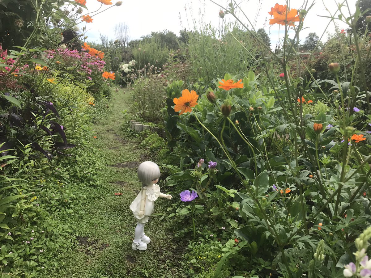 fleiyu's tweet photo. ノーミ君in花園 #TinyFox https://t.co/30wrkgBGnj