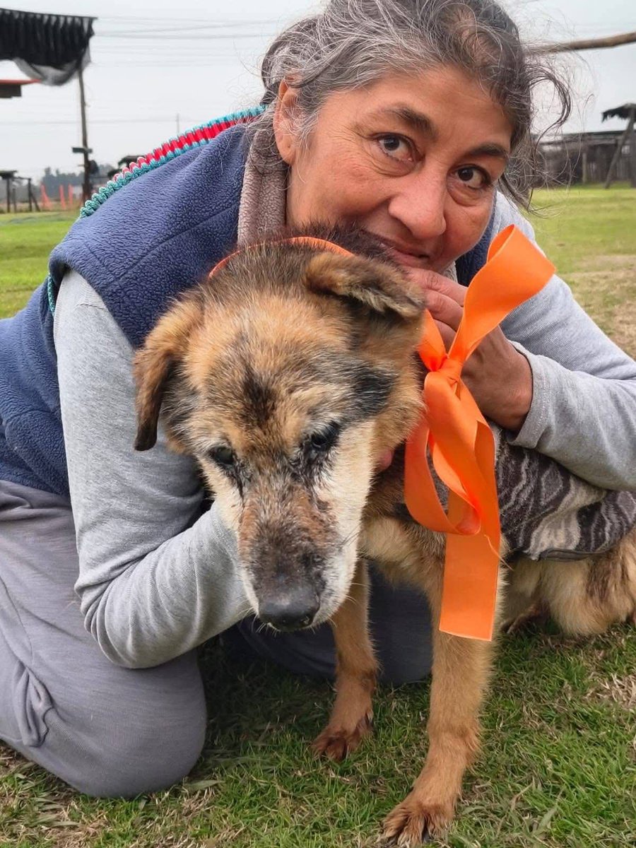 elcampito's tweet photo. Muchos pasan la vida en el refu. Donde el invierno es duro.
Son abuelos que necesitan el amor de una familia🙏🏻
Panchito miedoso pasó su vida en el refu pero hoy se fue a una casita con una excelente mamá y otros camperitos ancianos🧡

¡¡¡PANCHITO ADOPTAAADOOO!!! 🥳🥳🥳 https://t.co/pE0Uz9dHVB