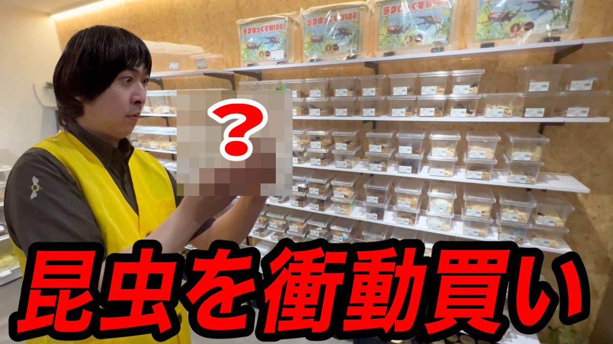 okeramaru's tweet photo. 昆虫ハウス101号室の新動画です！
埼玉のとあるペットショップに潜入してきました　ぜひともご視聴よろ���くお願いします

オープンして半年の新星ペットショップが楽しすぎた！！！ https://t.co/eydPJRgS9n @YouTubeより https://t.co/cNFTgq44v1