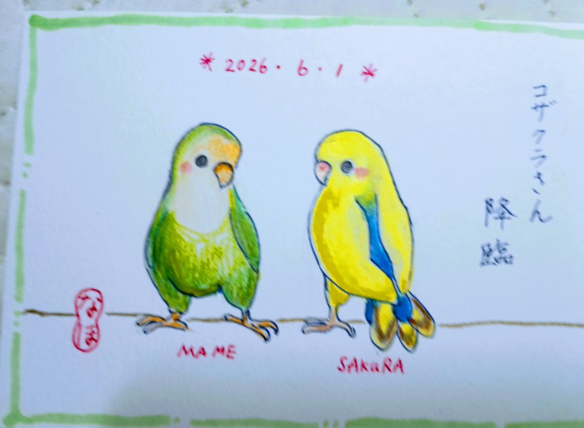 ik10257's tweet photo. コザクラインコ、２羽家族として
迎えました。 https://t.co/ua6RnN8tGS