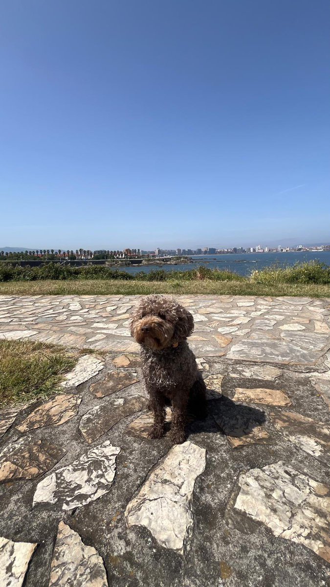 davobs13's tweet photo. Casa🐶🔋🔋 https://t.co/slMh7w82y6