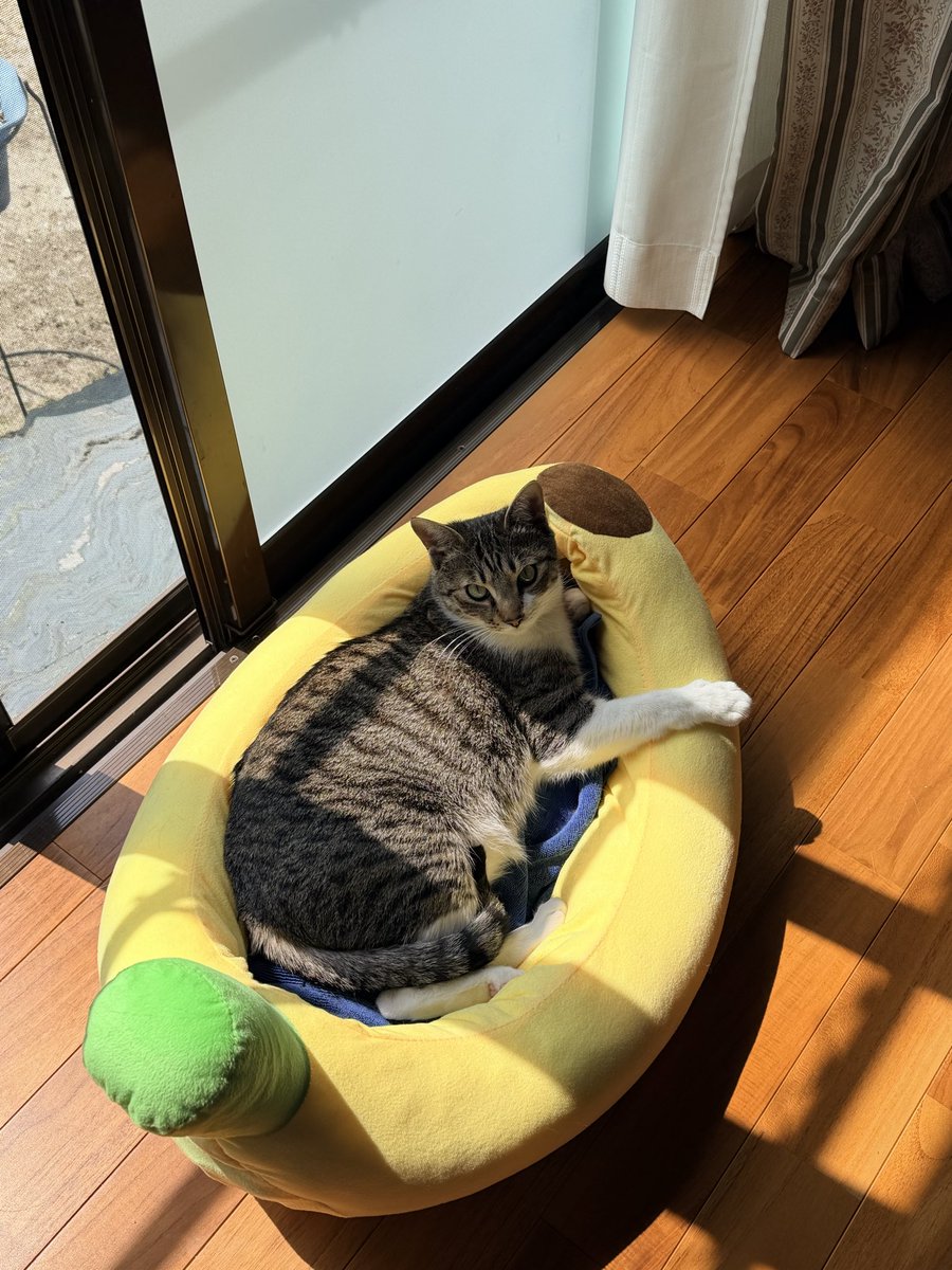 ranrenron_'s tweet photo. 好きだねぇそこ

#猫好きさんと繋がりたい https://t.co/xe5vWxy1cF