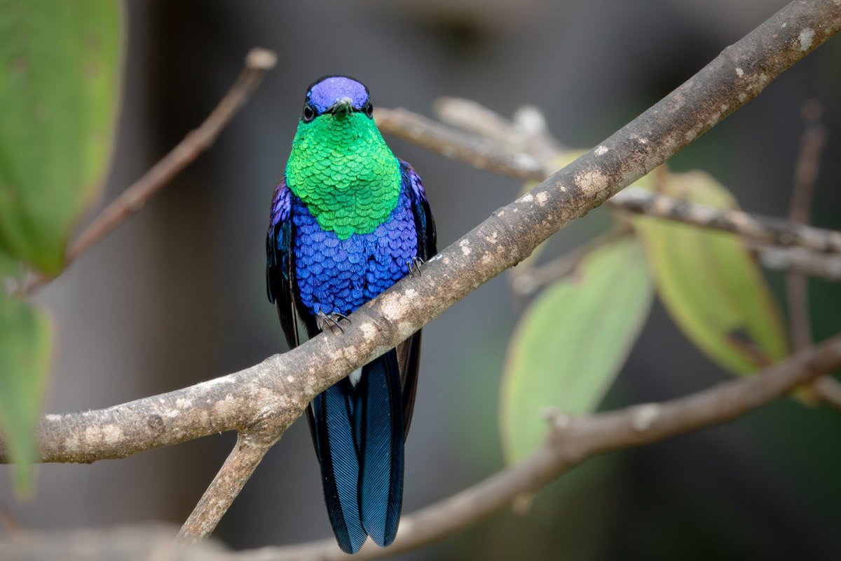 oswaldoaves's tweet photo. Con más brillo propio que cualquier filtro de Instagram, tiktok o beauty app. 

Y si, esta especie de Colibri se observa cerca de Bogota https://t.co/kQTmOtCdxP