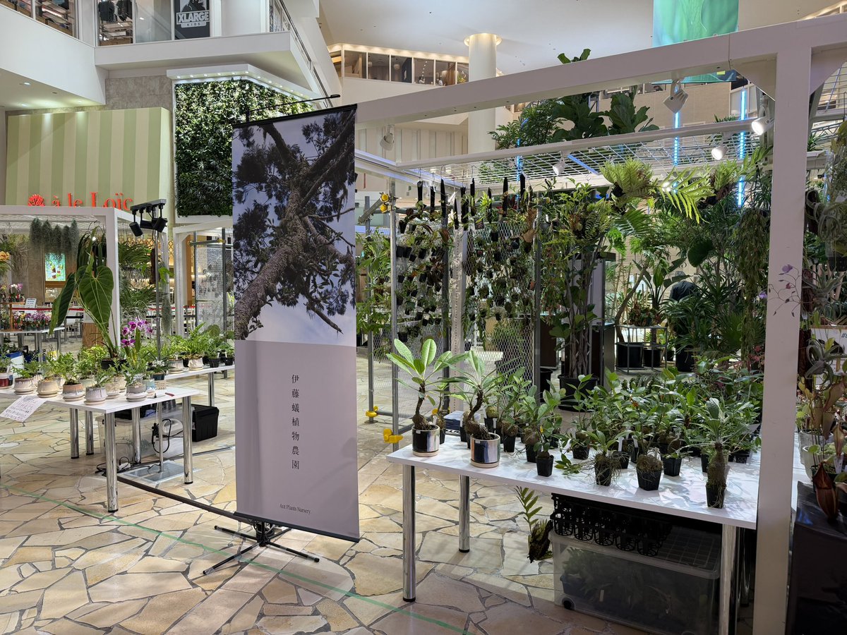 ito_akihiro_'s tweet photo. 明日から阪急うめだ本店の植物博覧会、約一週間よろしくお願いします！
https://t.co/SRYO0hmMBx https://t.co/ESiVCwTMLs