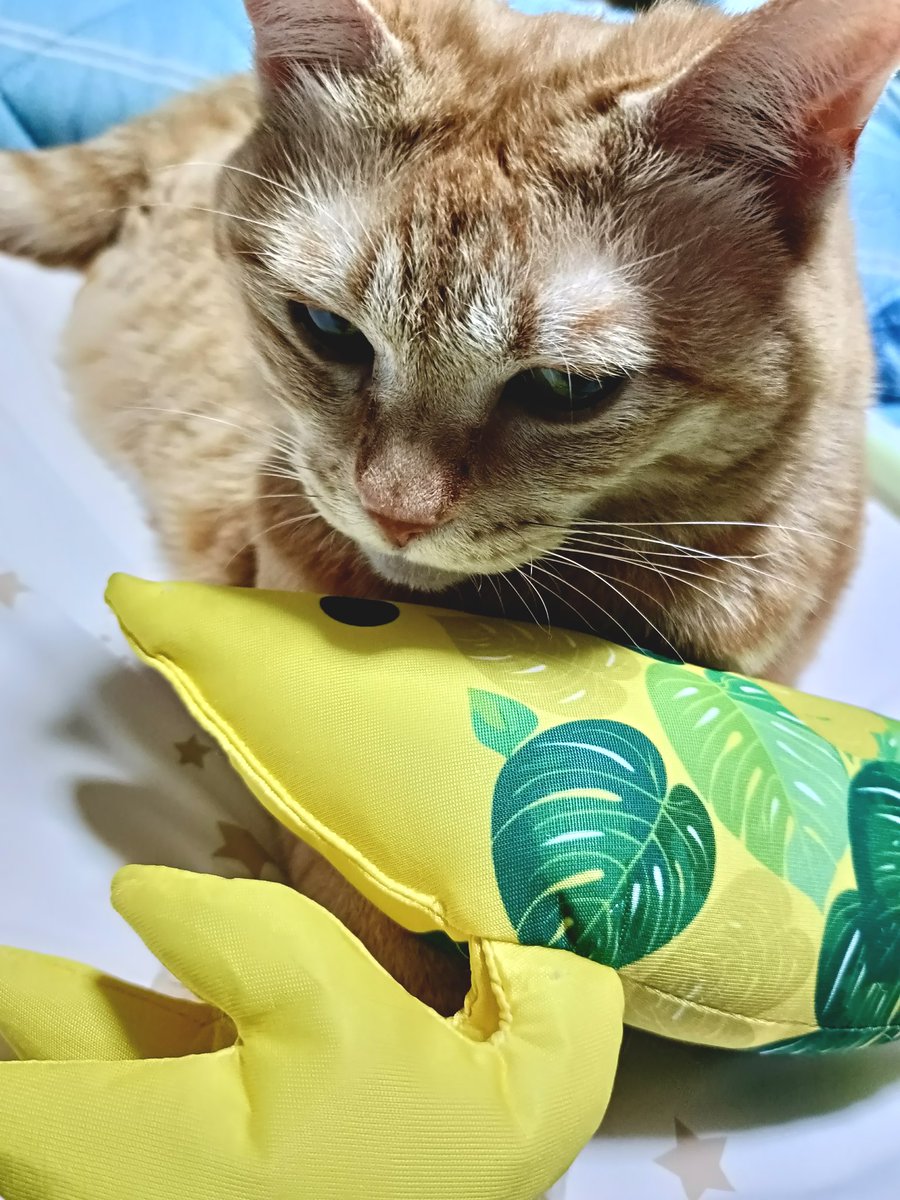 kya_2016's tweet photo. 続・今日の猫。「最近のお気に入り：ひんやりけりぐるみエビ(モンステラ)」#猫のいる暮らし https://t.co/EC2C7X492P