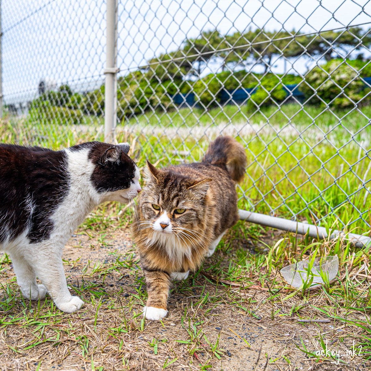 ackey_mk2's tweet photo. ないしょ話
#一日一猫 #僕らの居場所は言わにゃいで #猫のいるとこ教えにゃい #nekoclub #猫写真 https://t.co/qewIEzCZPm