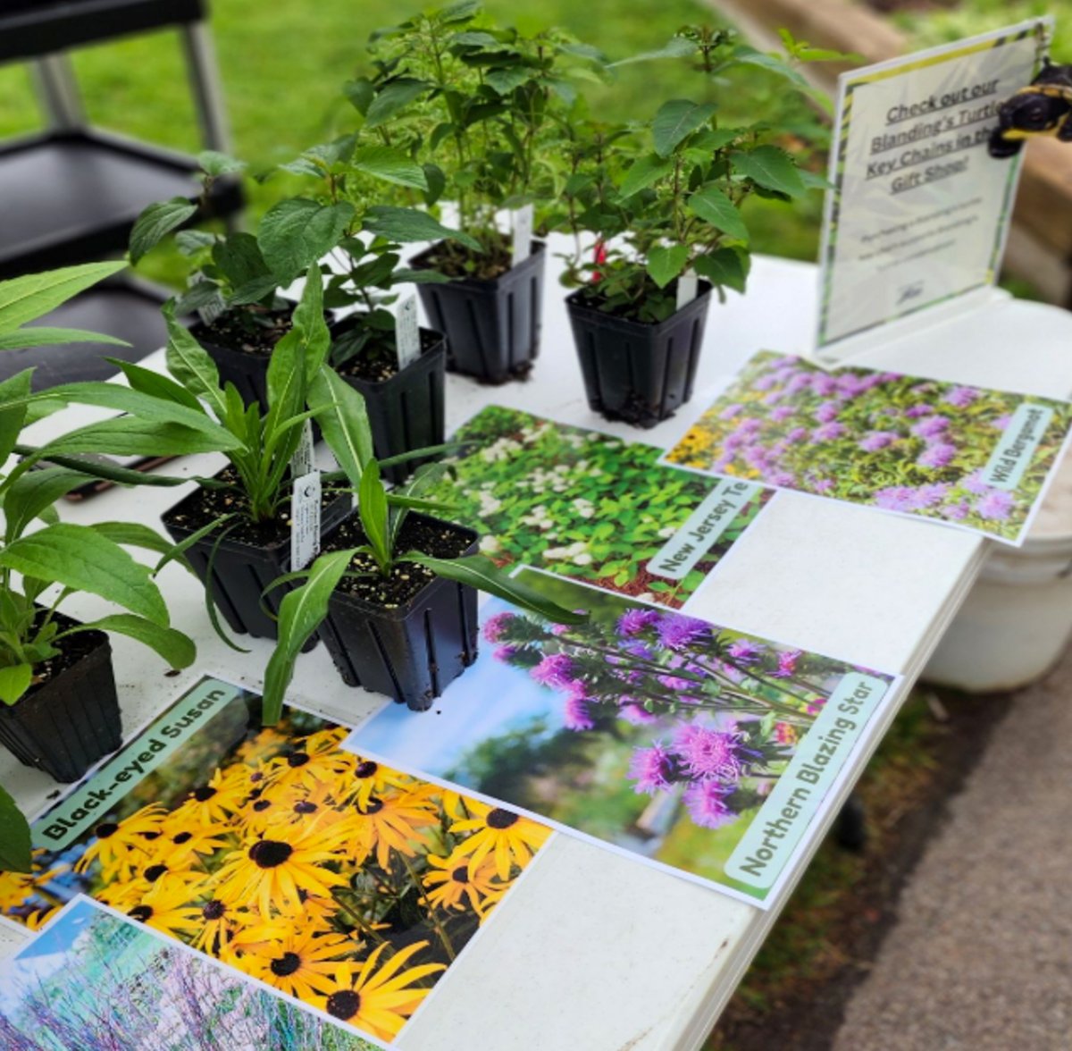 potterparkzoo's tweet photo. What does it mean to be a Habitat Hero? 🌿 

At Potter Park Zoo, it means taking action to support Michigan wildlife through education, awareness, and habitat restoration.

Our new Habitat Hero program helps community members create wildlife-friendly spaces by planting native species that provide critical resources for pollinators, birds, reptiles, amphibians, and other native animals.

From native plant giveaways to community conservation efforts, Habitat Hero is about showing that conservation doesn't just happen in wild places, it can start in your own backyard.

Learn more in our latest blog: https://t.co/tYyjTWDBYB