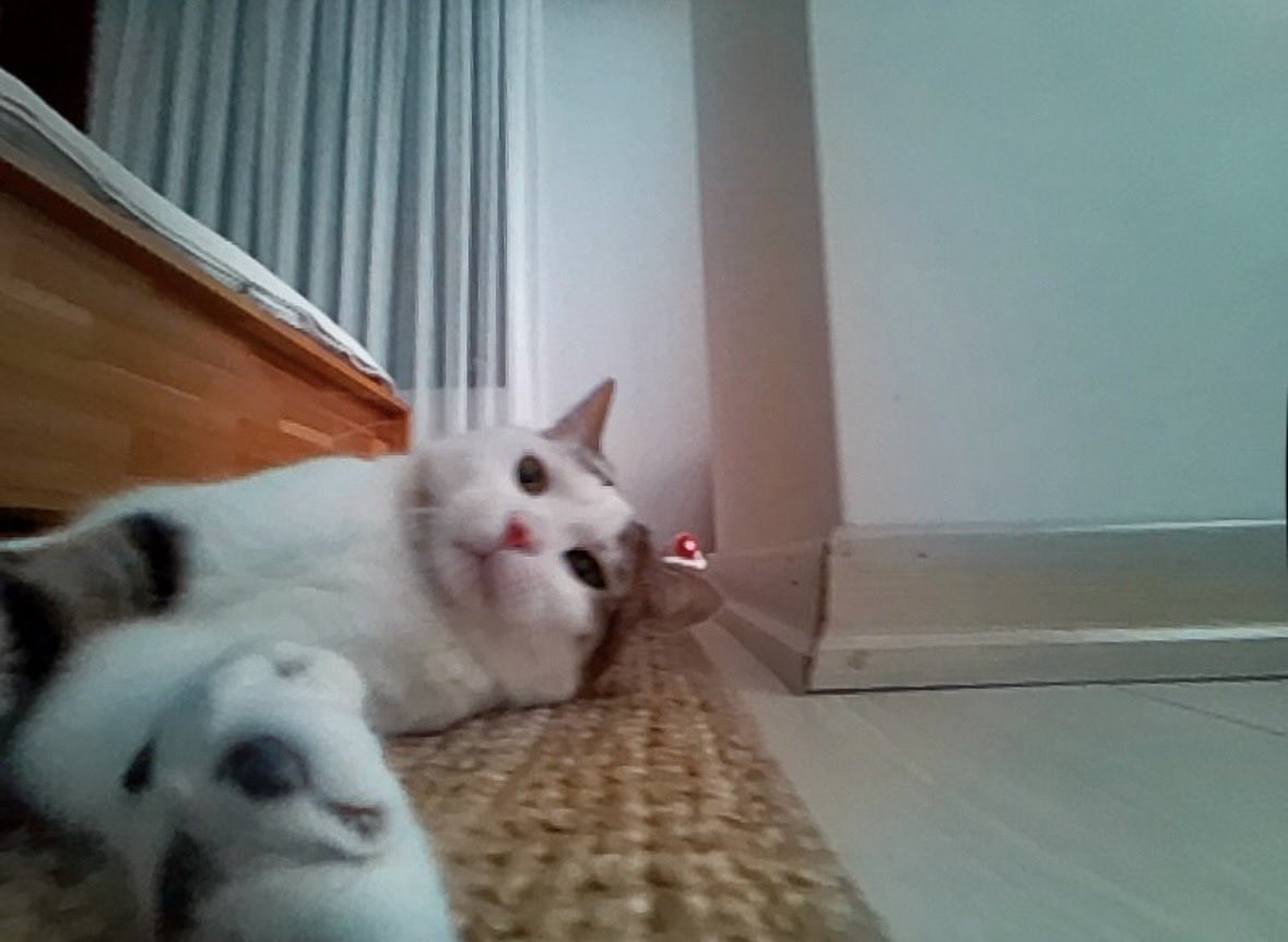 seliinturan_'s tweet photo. Kedimin robot süpürge yardımıyla çektiği fotoğraflardan seçkiler ￼￼🐈

#cat #kedi #torun https://t.co/2wtvhboBF6