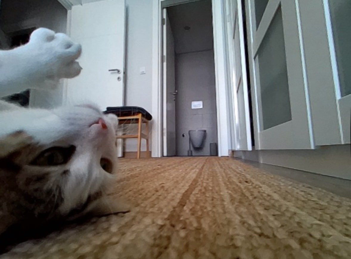 seliinturan_'s tweet photo. Kedimin robot süpürge yardımıyla çektiği fotoğraflardan seçkiler ￼￼🐈

#cat #kedi #torun https://t.co/2wtvhboBF6