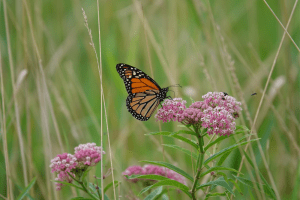 BernheimForest's tweet photo. It's #NationalPollinatorWeek! Bees, butterflies, moths, fireflies and even bats play a vital role in maintaining our #foodsupply and healthy ecosystems. By moving pollen from flower to flower, pollinators help produce seeds and fruit that humans and other wildlife depend on. https://t.co/TLIgsWI1YE