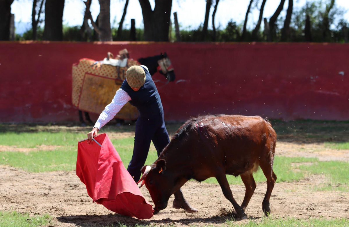 Zacatepec_toros's tweet photo. Esta castaña, número 210 de familia Catalana. Todavía tenemos en la mente y el corazón su lidia en la tienta. Fue la mejor de la camada del 2022... La toreó por nota el "Porris".  Como clarito se ve es hija del Aviador. 
Ahora en el tercer tercio de gestación de su primera cría. https://t.co/gWb7wqhvQn