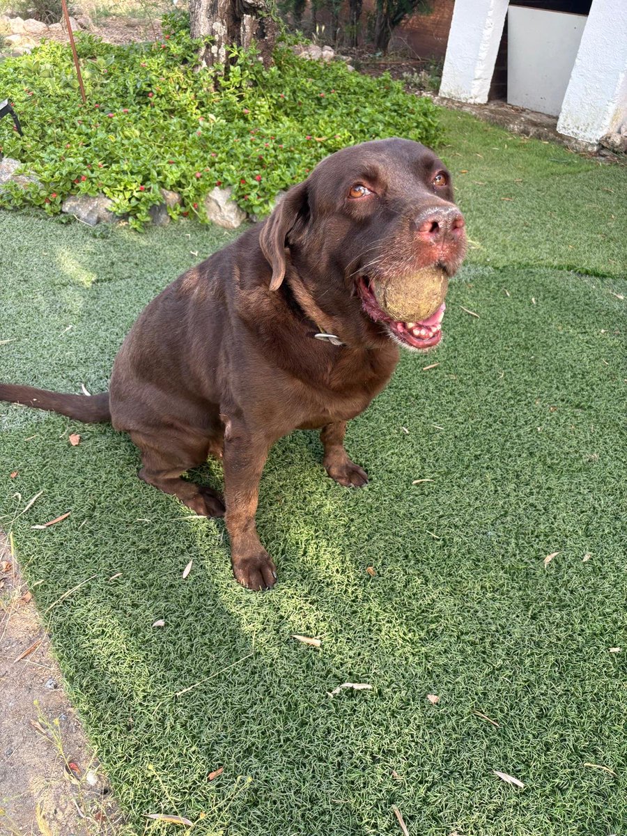 SilviaMylo's tweet photo. La pobre perra casi muerta de calor, está todo el día en este patio, no sea que manche la casa.. 😡
Tiene ya nueve años y hay que sacarla de allí 😢 💔 😞
Pueblo de Cádiz
618208620 https://t.co/508MhbyLWV