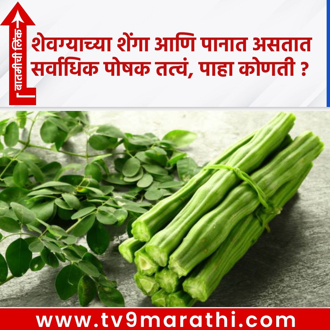 TV9Marathi's tweet photo. शेवग्याच्या शेंगा आणि पानात असतात सर्वाधिक पोषक तत्वं, पाहा कोणती ?
https://t.co/W3ppBVvnA4
#moringapowder #Drumstick #moringaleaves #DrumstickCurry #Drumsticknutrients #moringanutrients https://t.co/Xn9YMNgbRD
