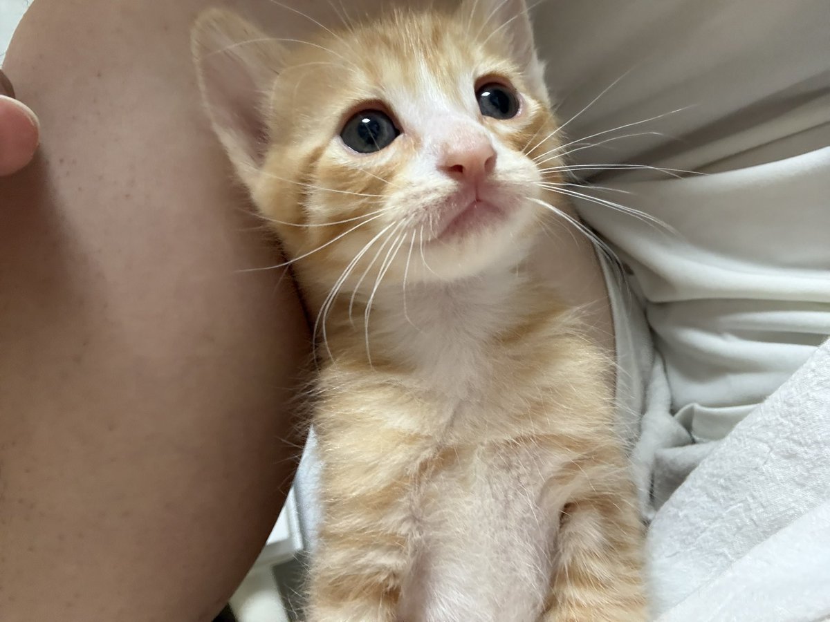dailygosomiiz's tweet photo. 소미의 첫째(태어난순서x) 냥이 하솜씨
예쁘신거 축하드려요 https://t.co/p3oO8Tnr9Y