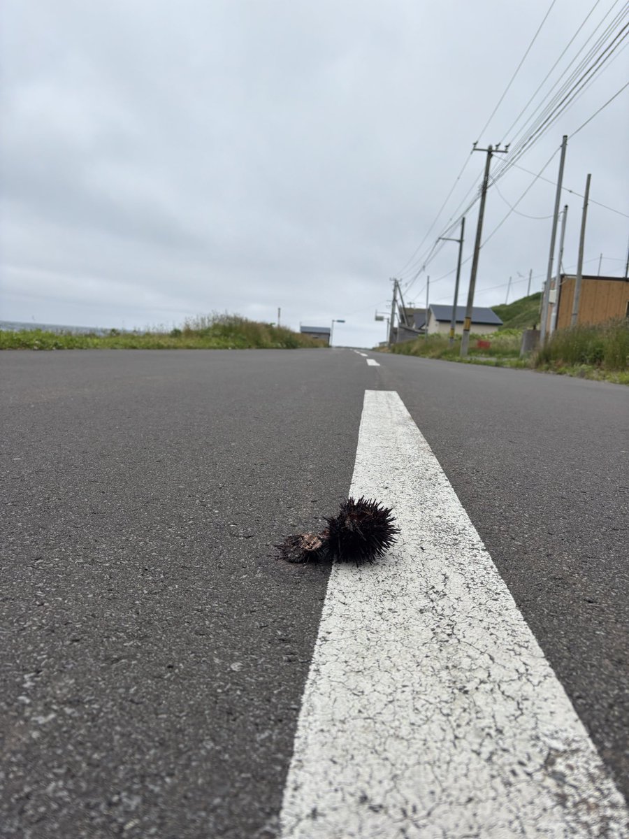sadaparrot's tweet photo. 礼文に落ちてたものシリーズ https://t.co/pCPEdOD2UB