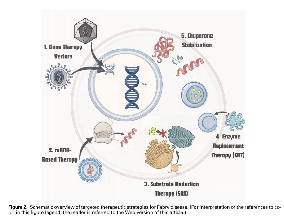 edgarvlermamd's tweet photo. Fabry Disease: Current Perspectives on Diagnosis and Management Strategies ca. 2026 from @akdhjournal @SaynaNorouzi @DrAnjayRastogi @ZohrehGh7 
#Nephpearls 

￼👉🏼 https://t.co/LPWy18PdR2 https://t.co/5S4n940TEX