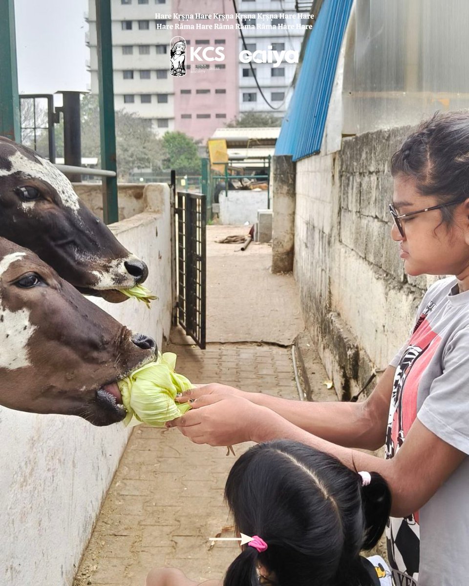 ProjectGaiya's tweet photo. Cow care has fed 8900+ cows all over Bharat. 
Join us in this mission via link below!

https://t.co/tmcymGAsRY https://t.co/UhW2Vk3X6Y