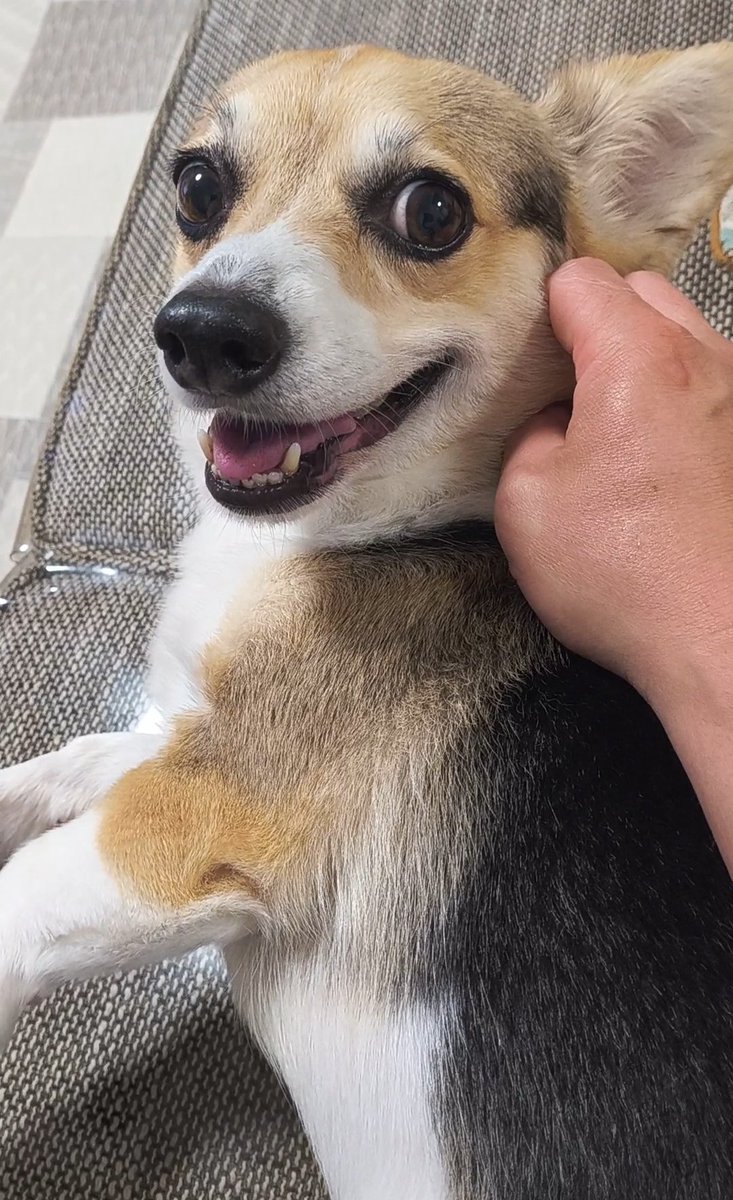 armortom466's tweet photo. ただいま〜🎶おかえり〜🐾
#チワギー #コーギー https://t.co/Ro5N4tWVSD