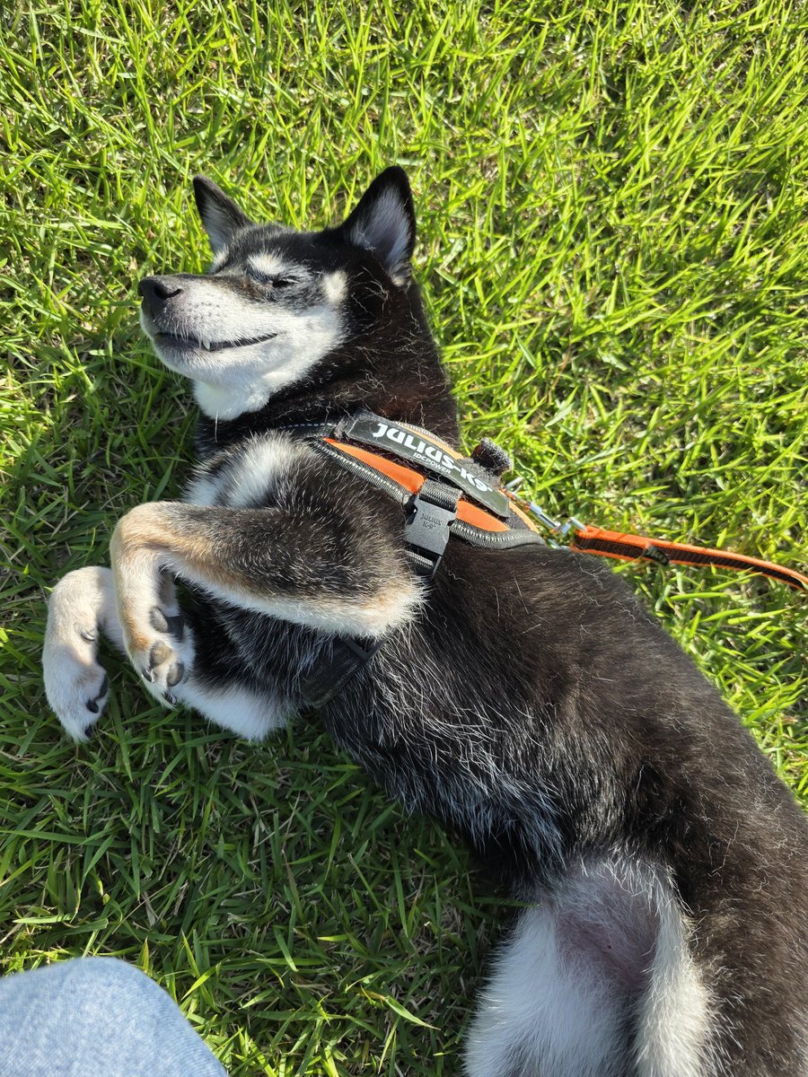 knpy_azrn's tweet photo. 明日は家族で朝早くからお出かけなので犬ずはホテルへ…犬が居ない家さみしすぎる https://t.co/5TBIYqBDQl