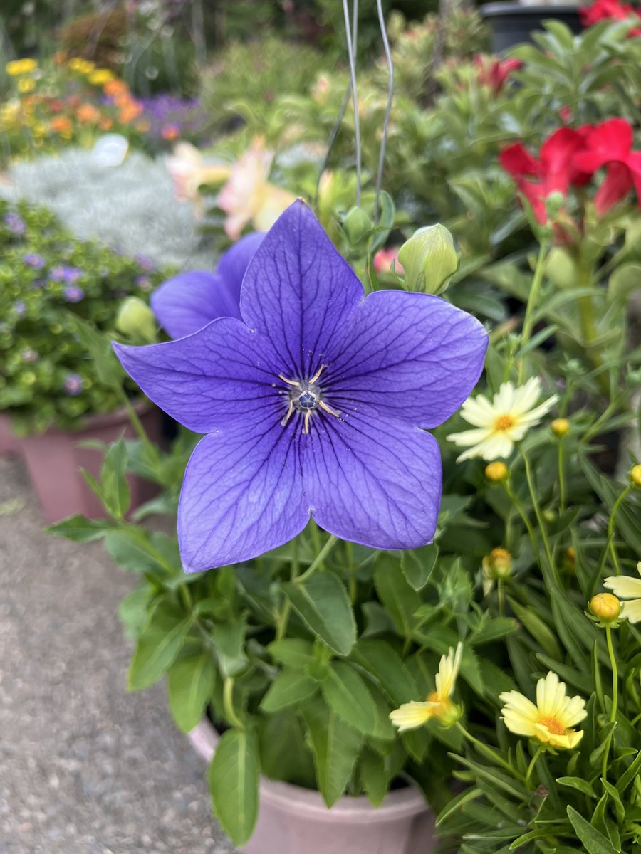 PimberlyUK's tweet photo. Balloon flower https://t.co/MJmnWc0eQ2