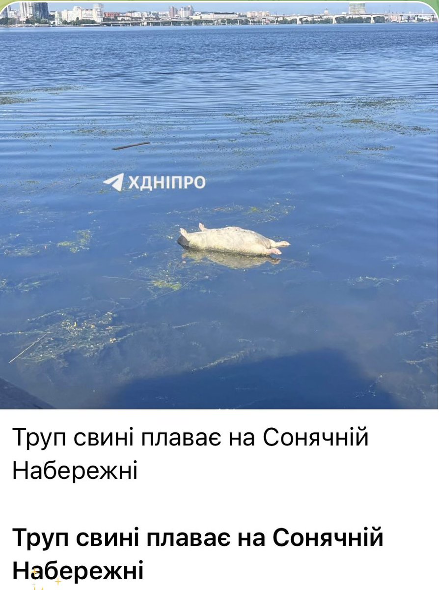 MR_TRADE12's tweet photo. Труп свині плаває на Сонячній Набережні https://t.co/JM9iKM9vsU