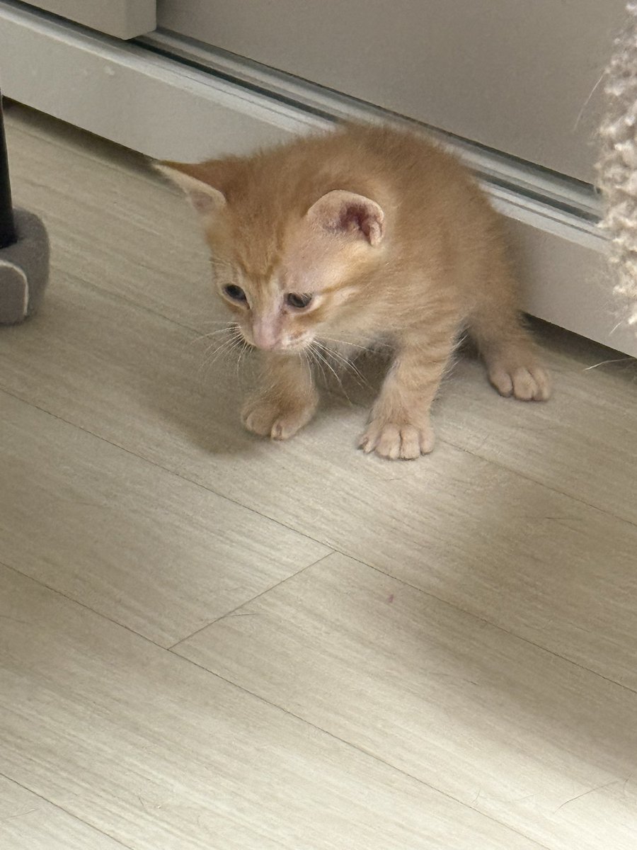 dailygosomiiz's tweet photo. 두솜이 저러고 울길래 개구리가 꿈인 줄 알았다 https://t.co/MZTtz0R1gi