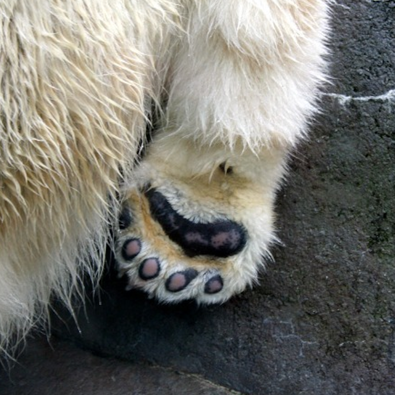 AMAZlNGNATURE's tweet photo. Polar bear paws are built to stop a 600 kg animal from slipping on ice

Tiny grip bumps and a layer of fur on the bottom of their paws help them stay stable while walking across frozen terrain https://t.co/SKtPpnvZG3