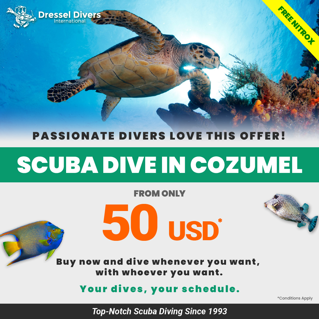 DRESSELDIVERS's tweet photo. Dive Cozumel's world-famous reefs from just 50 USD. 🤿🌊

Buy now. Dive anytime. 💙🐠

👉 Learn more: https://t.co/ysL238FESl https://t.co/RMD70fJjPm