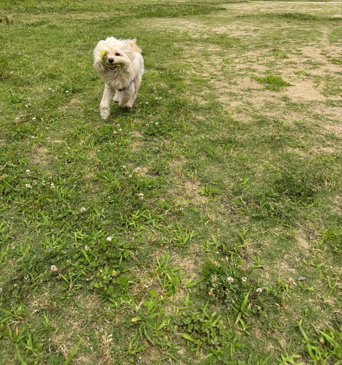 yak_kus's tweet photo. 1匹の時はこのボロボロボールでしか
遊んでくれない変なヤツ

#犬がいる幸せ #犬のいる生活 #犬 #愛犬 
#犬好きな人と繋がりたい #ミックス犬 
#トイプードル x #ポメラニアン #ポメプー https://t.co/k170ht6iF2