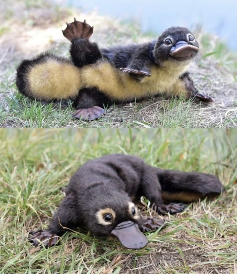 UNlVERSALSTATS's tweet photo. @AMAZlNGNATURE A baby platypus is among the world’s rarest and most unusual animals, yet it is also incredibly adorable. https://t.co/K9KDBMtNPO
