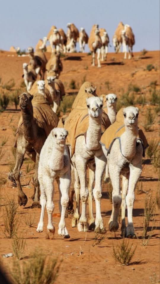 akiluno_a's tweet photo. روعة وجمال وسحر الابل 🐪🐫🐪🐫🐪🐫🐪 https://t.co/YBKDGCkRBu