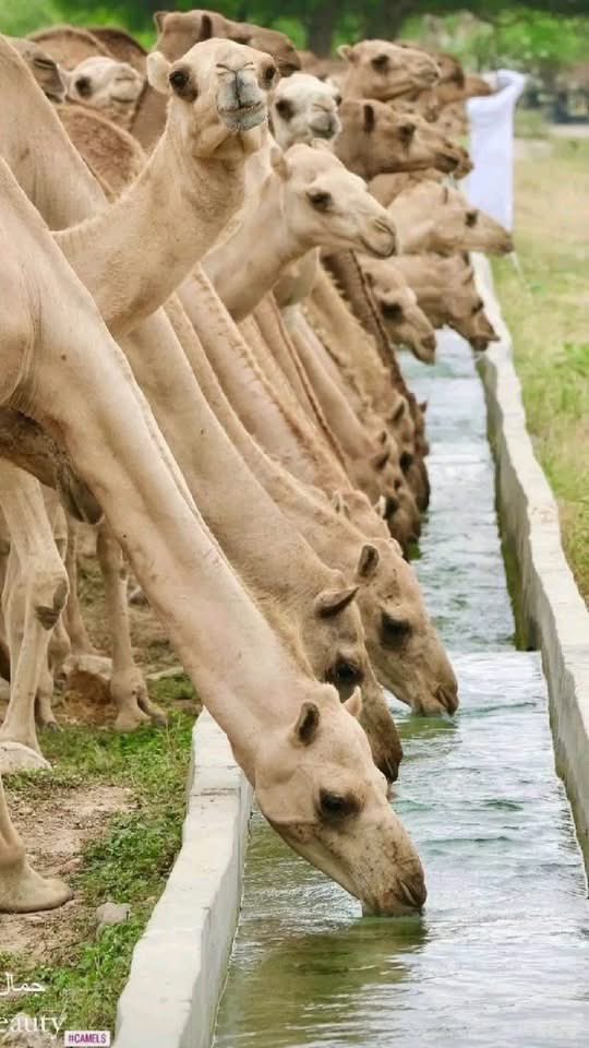 akiluno_a's tweet photo. روعة وجمال وسحر الابل 🐪🐫🐪🐫🐪🐫🐪 https://t.co/YBKDGCkRBu