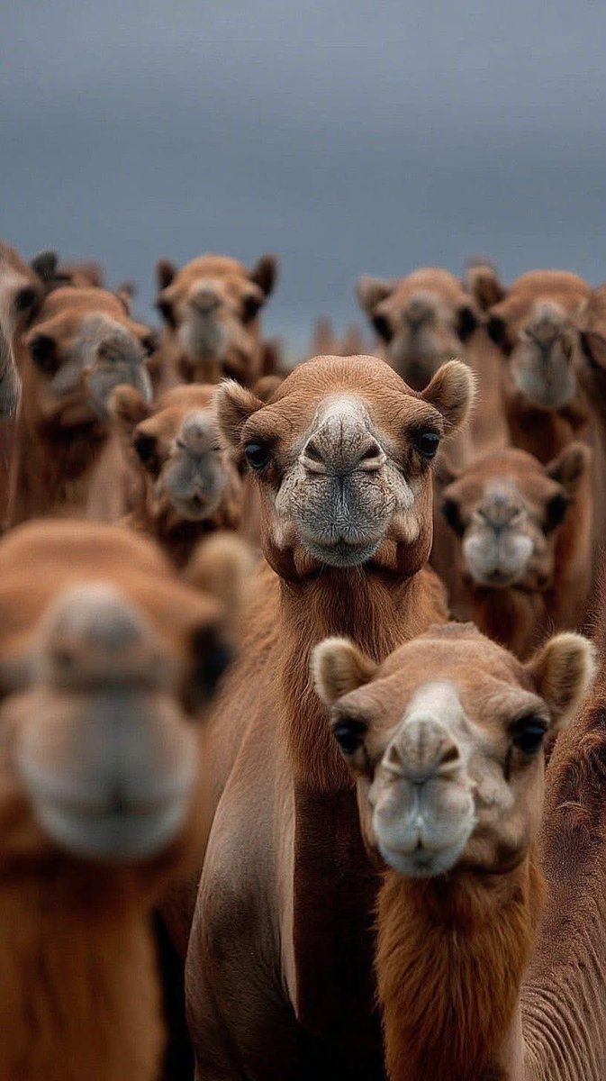 akiluno_a's tweet photo. روعة وجمال وسحر الابل 🐪🐫🐪🐫🐪🐫🐪 https://t.co/YBKDGCkRBu