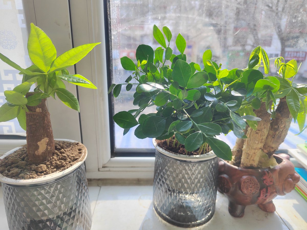 xp0vver's tweet photo. Pro tip for your pothos: Let the top 2 inches of soil dry fully between waterings! It’ll grow faster and stay lush. Save this post! https://t.co/NM7WKTugz8