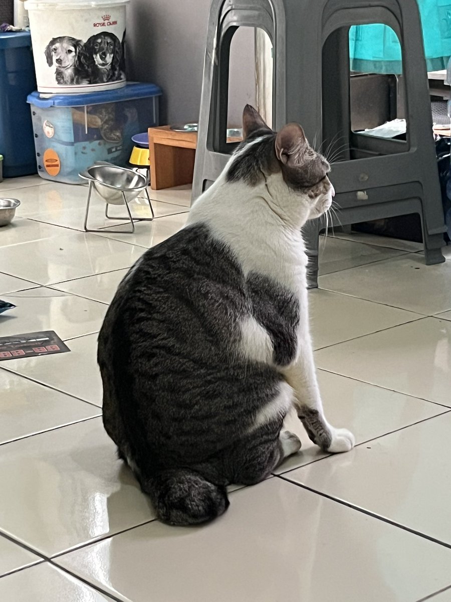 luvforpaw's tweet photo. dipnggil smol cat nengok,, brrati mmg smol cat🤭 https://t.co/LkHvw08uQx