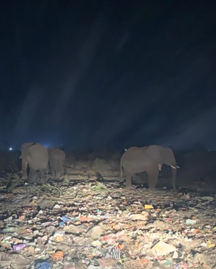 ElephantCrisis's tweet photo. Livingstone has grown from 30,000 to 180,000 people in 50 years, directly into elephant movement routes. 11 people died in last season's conflicts. ECF is funding @CATS_Lstone to keep Zambia's only urban community-based elephant response team on the ground, promoting coexistence. https://t.co/icOYyYKuO8