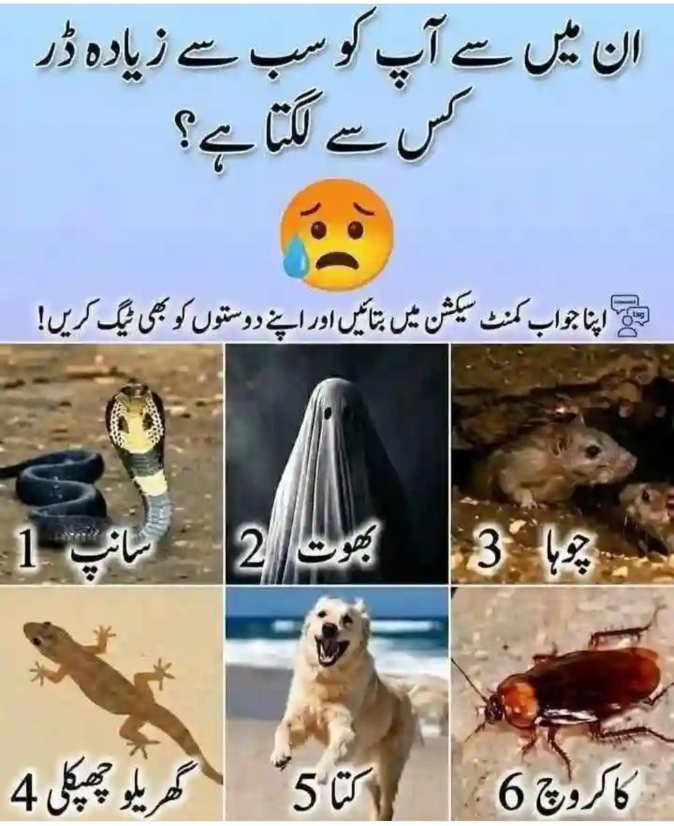 irumrae's tweet photo. تو بتائیں کس سے ڈر لگتا ہے؟ https://t.co/bit5jXlsJ5